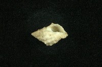 白結螺藏品圖，第3張